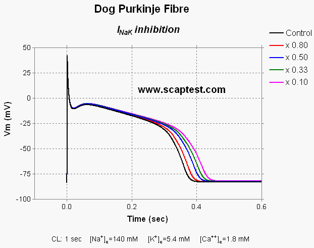 Dog Purkinje Fibre