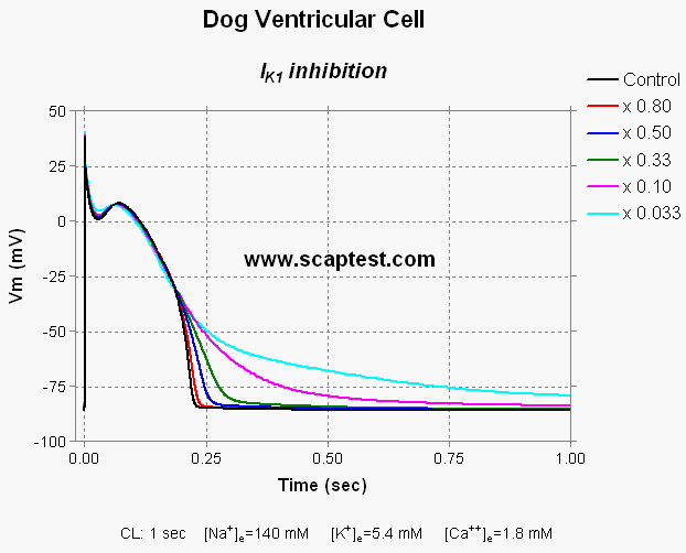 Dog Ventricular Cell