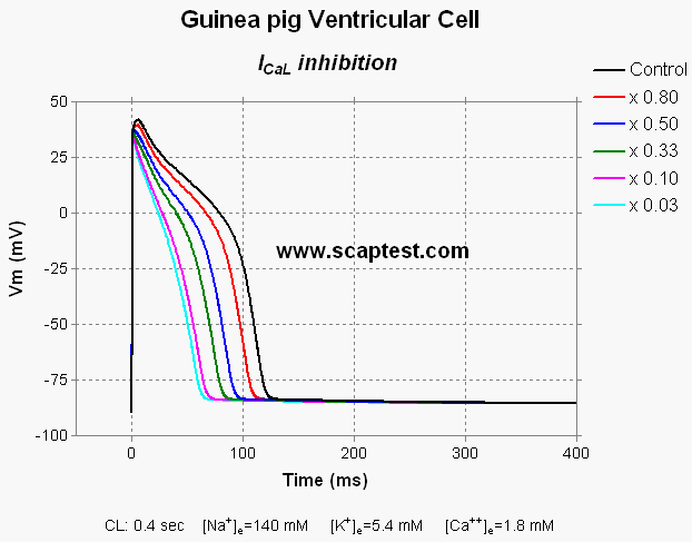 Guinea Pig Ventricular Cell