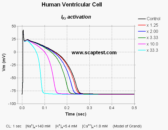 Human Ventricular Cell (model of Grandi)