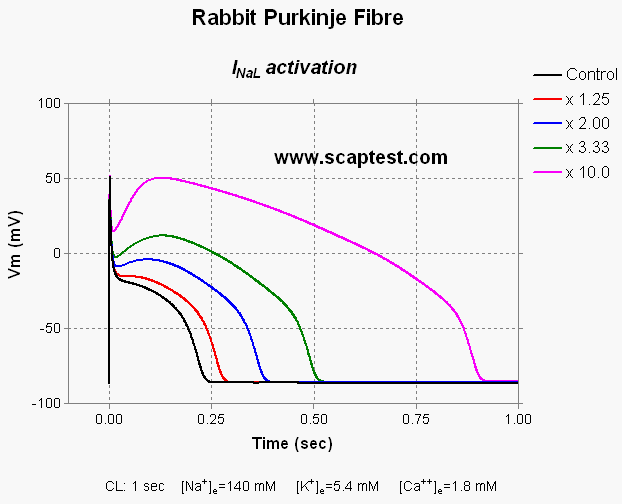 Rabbit Purkinje Fibre